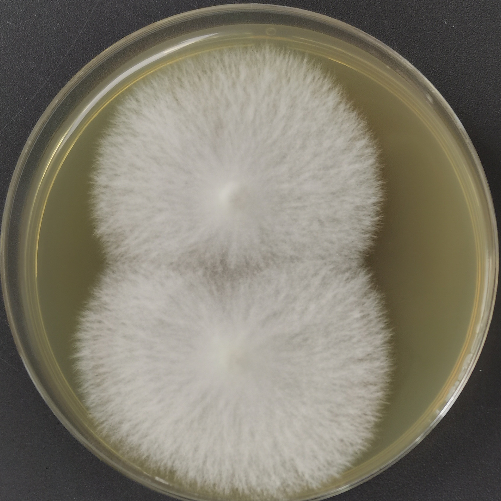 Shiitake Mushroom-BNCC