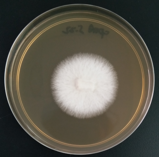Mushroom-BNCC
