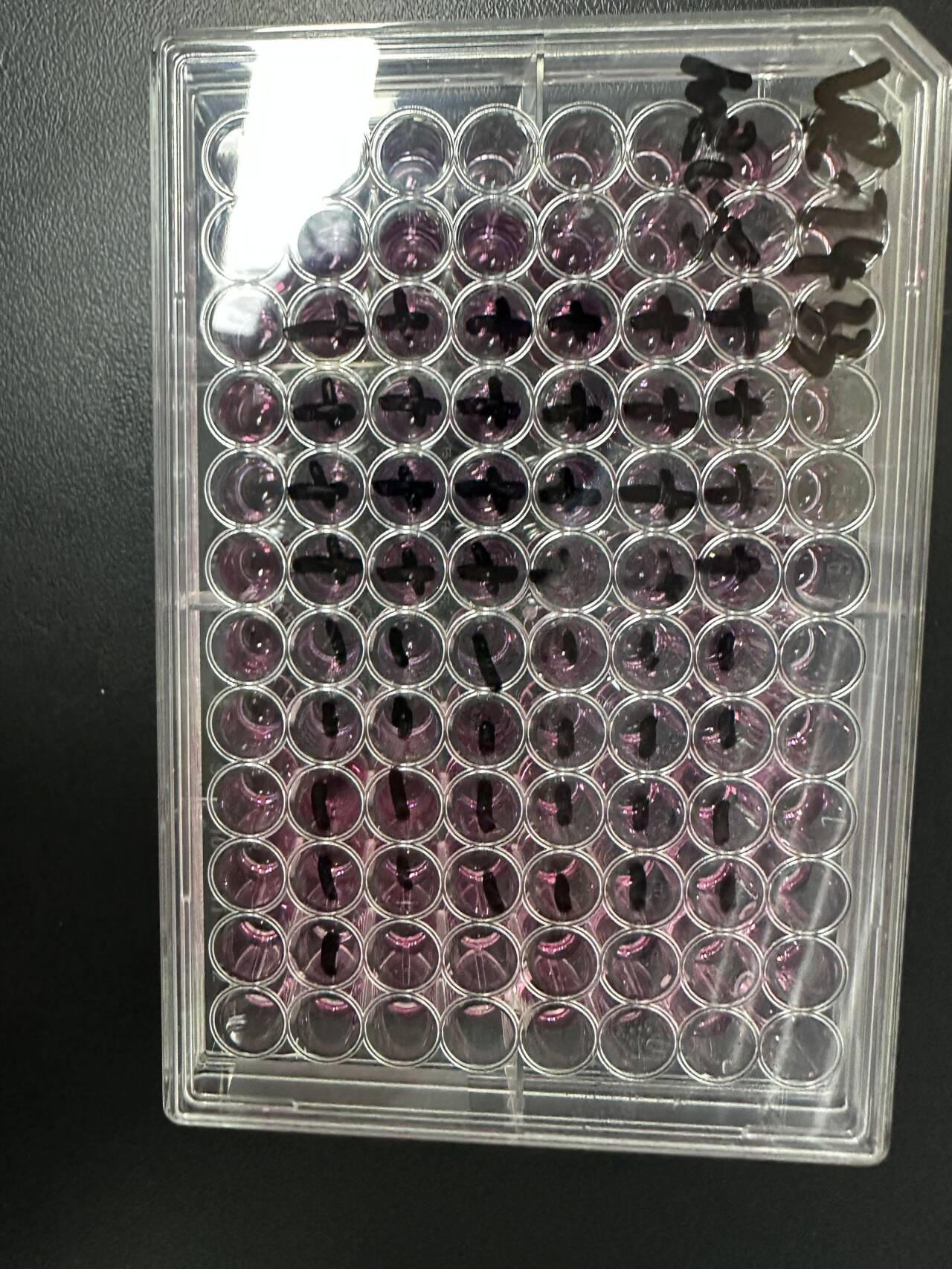 Human Herpesvirus 3-BNCC