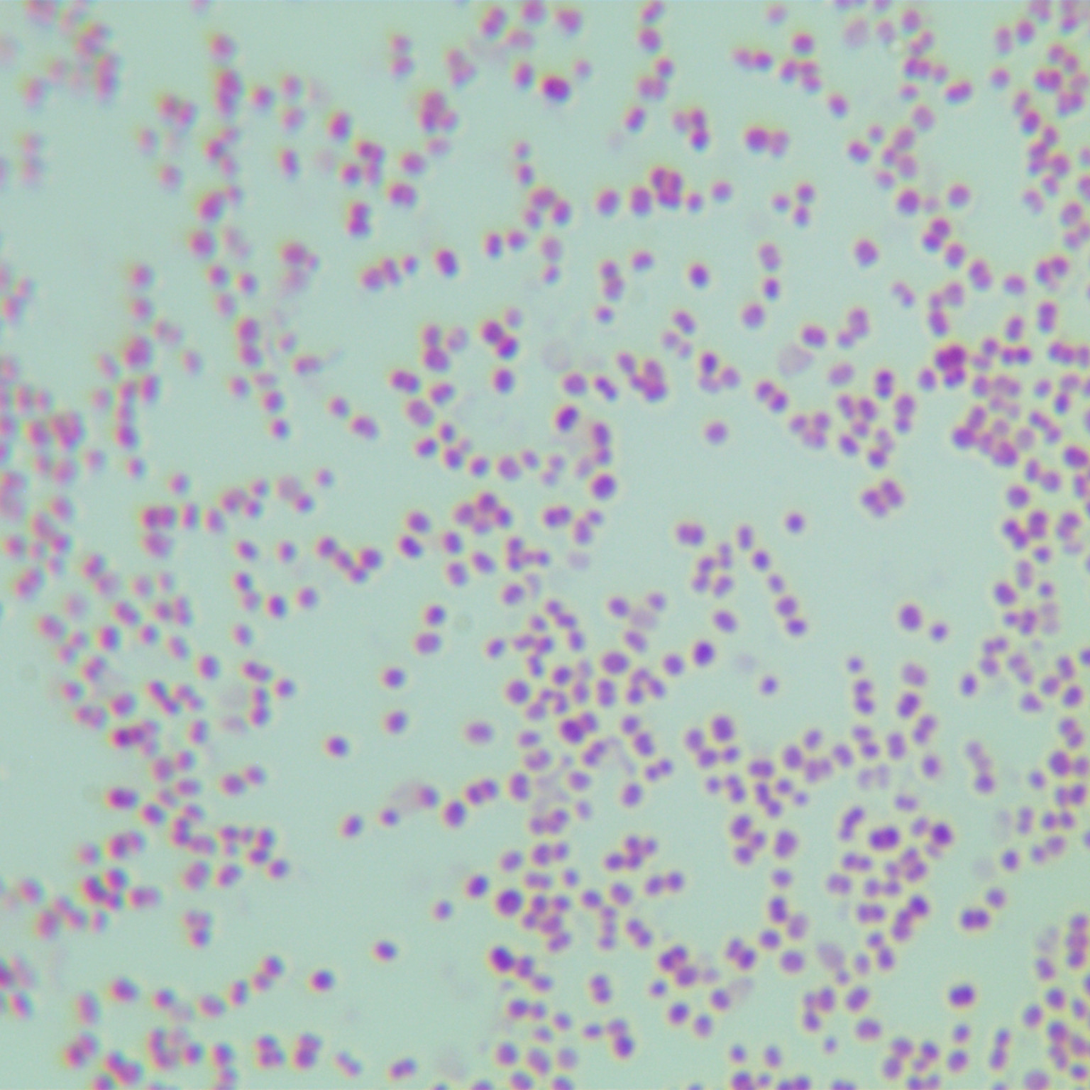 Neisseria gonorrhoeae-BNCC