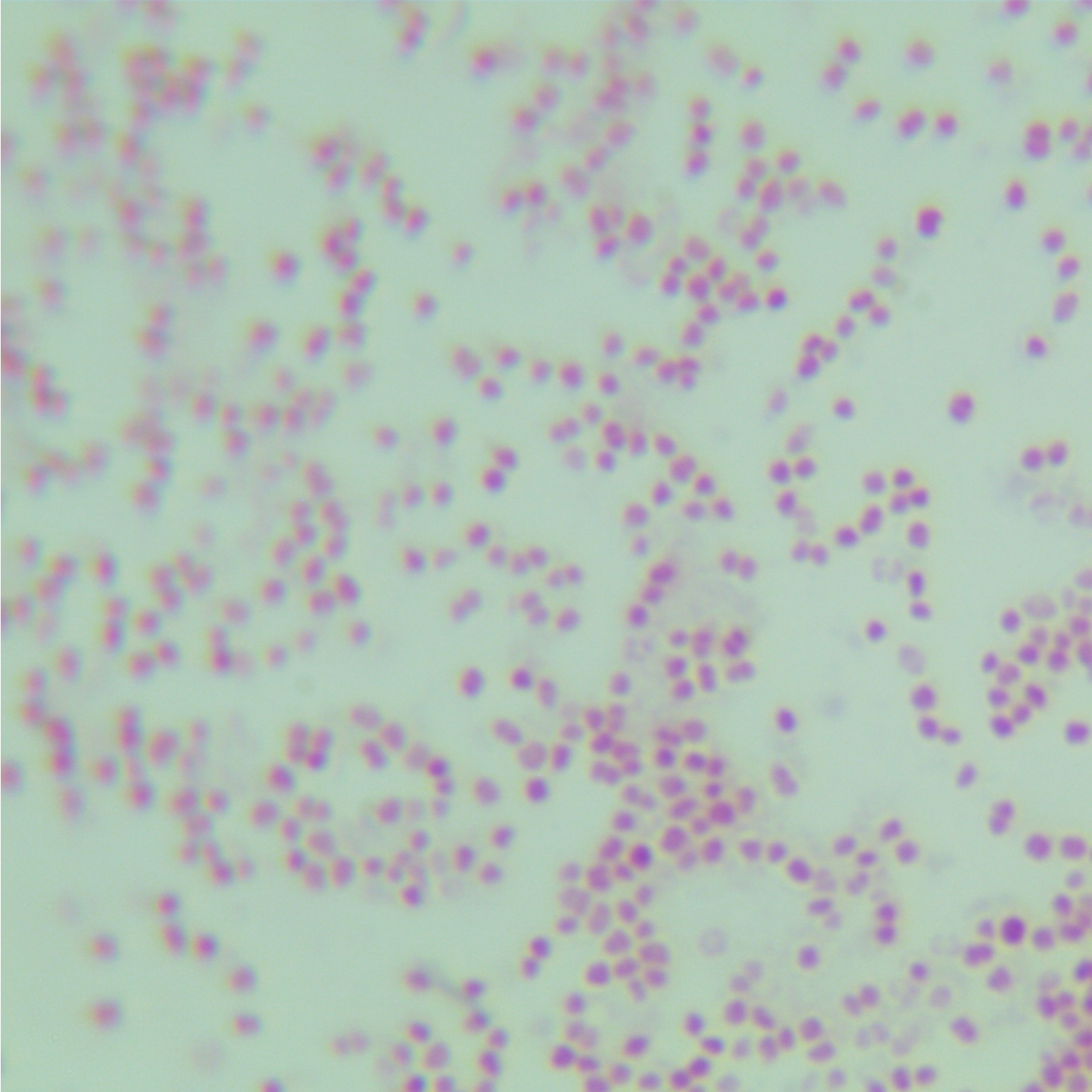 Neisseria gonorrhoeae-BNCC
