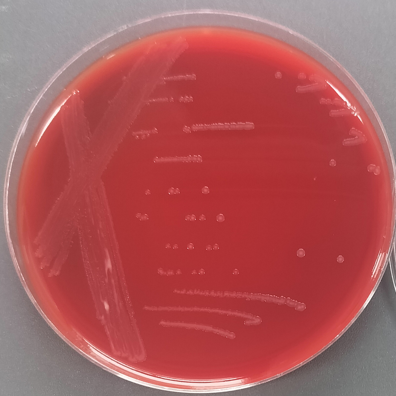Neisseria gonorrhoeae-BNCC