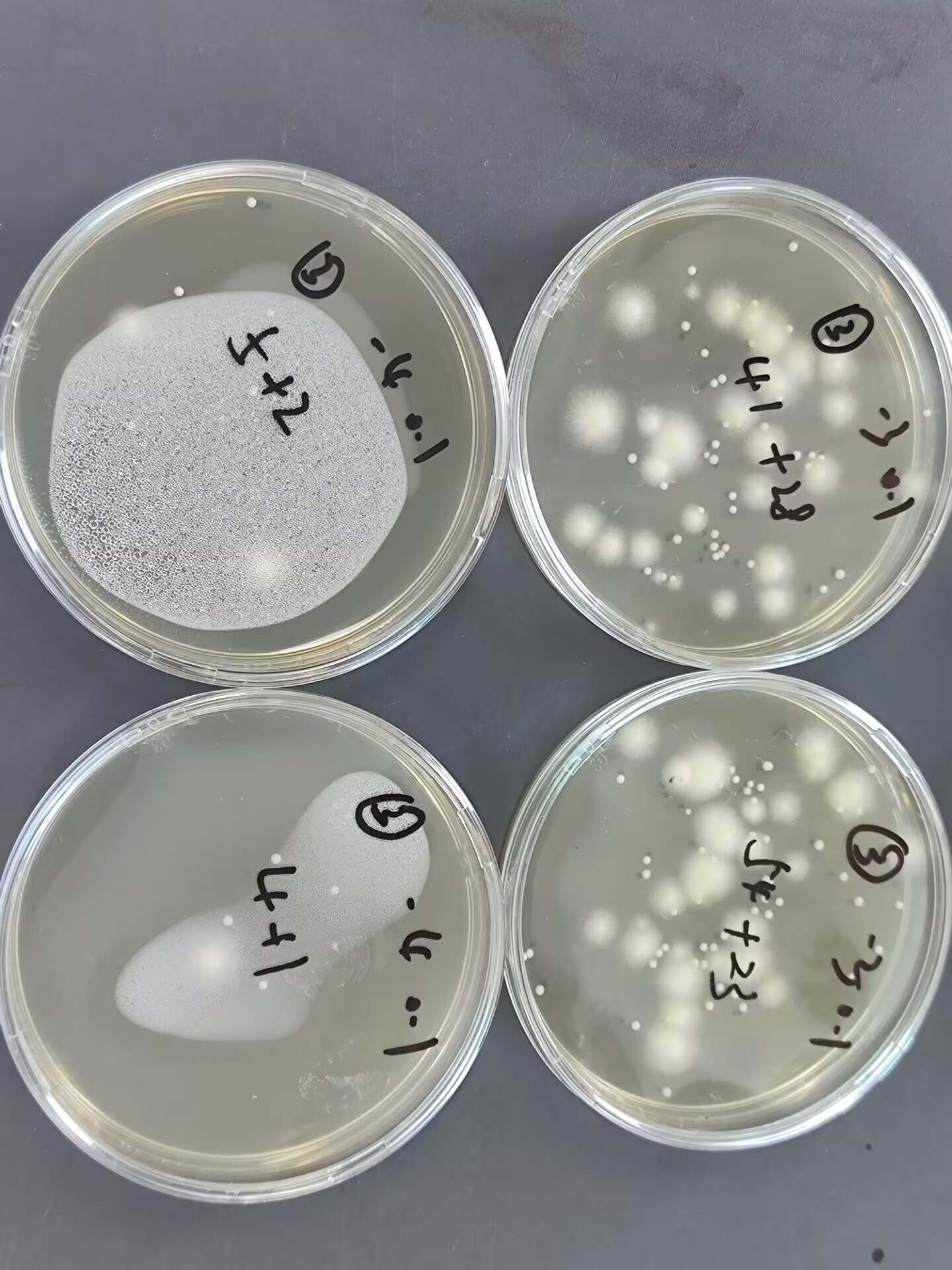 Mold and yeast standard quality control samples-BNCC