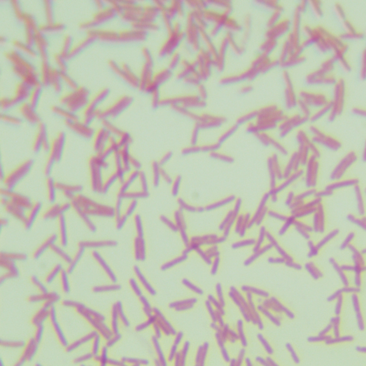 Epi400 Escherichia coli-BNCC