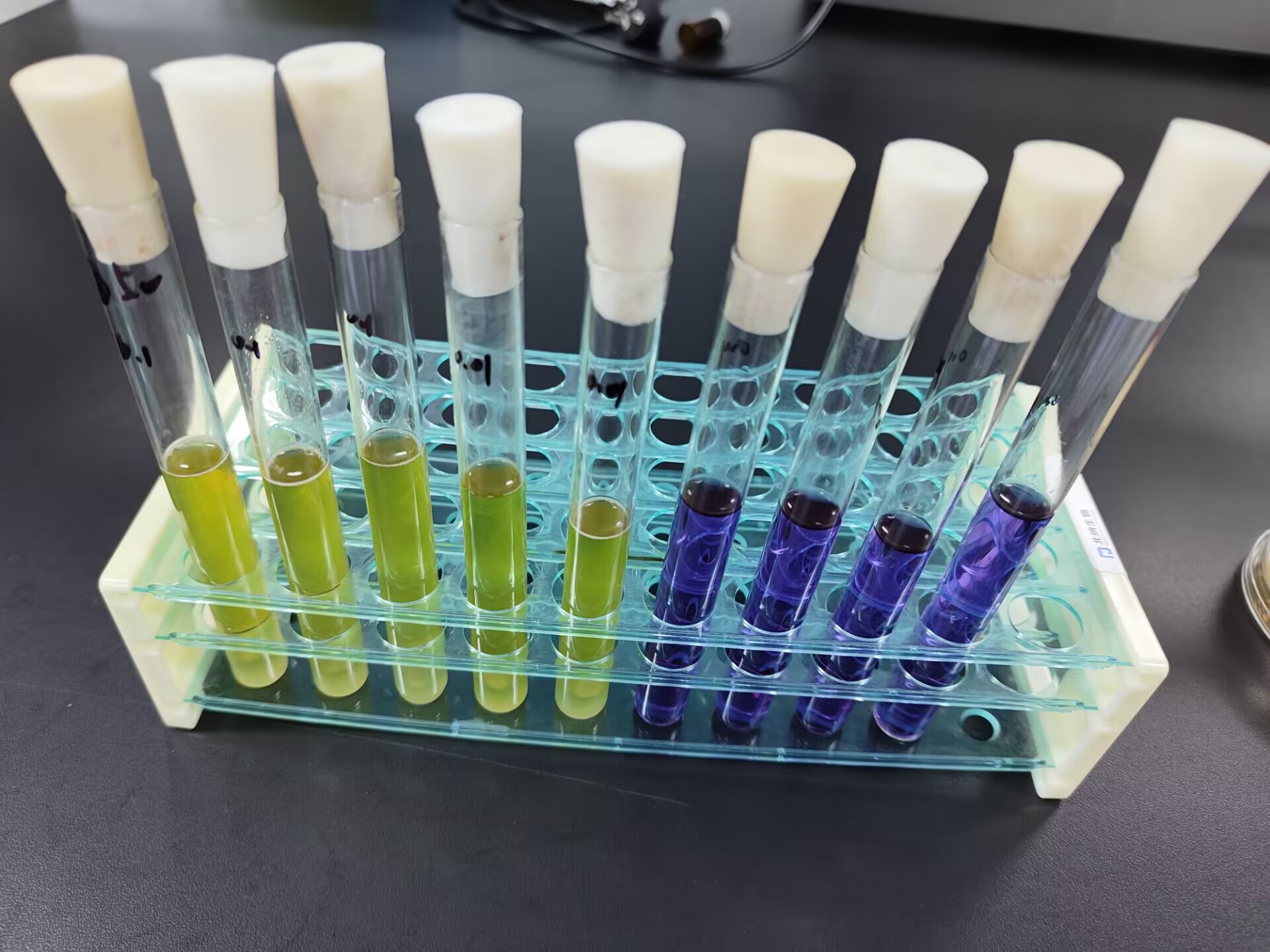 Escherichia coli standard quality control sample (MPN counting method)-BNCC