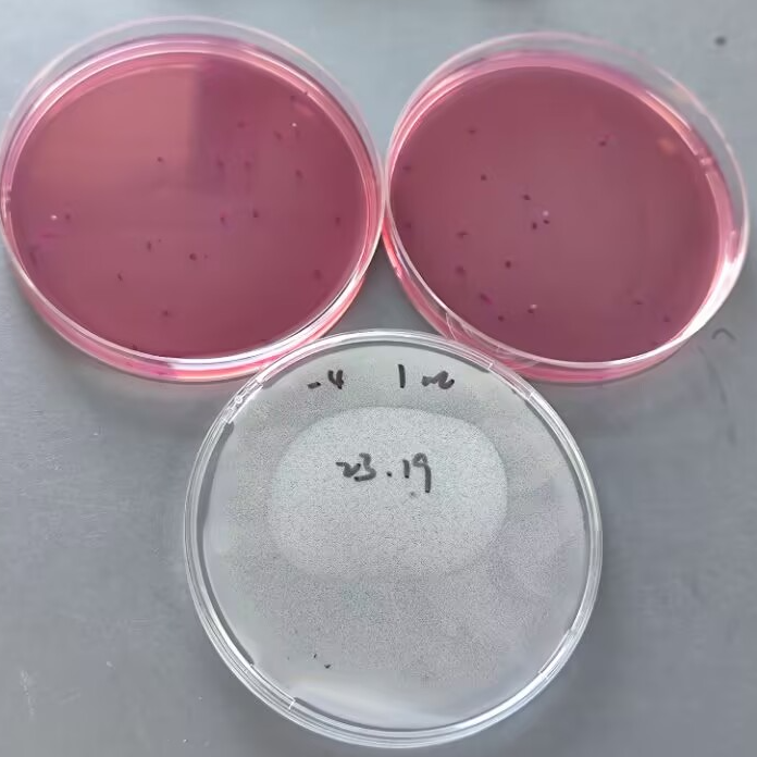 Escherichia coli standard quality control sample (Plate counting method)-BNCC