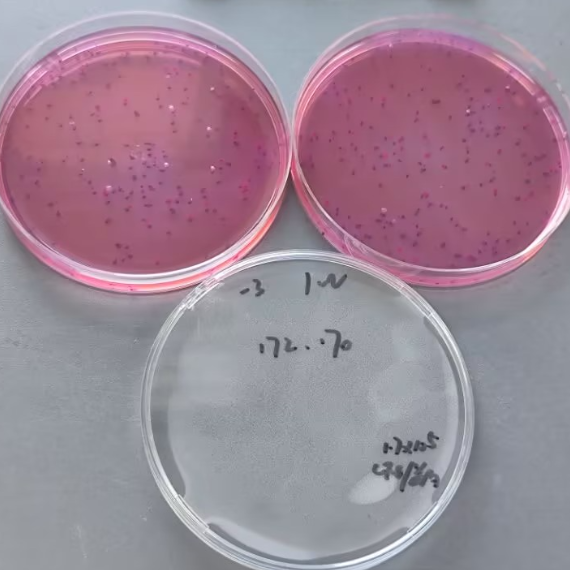 Escherichia coli standard quality control sample (Plate counting method)-BNCC