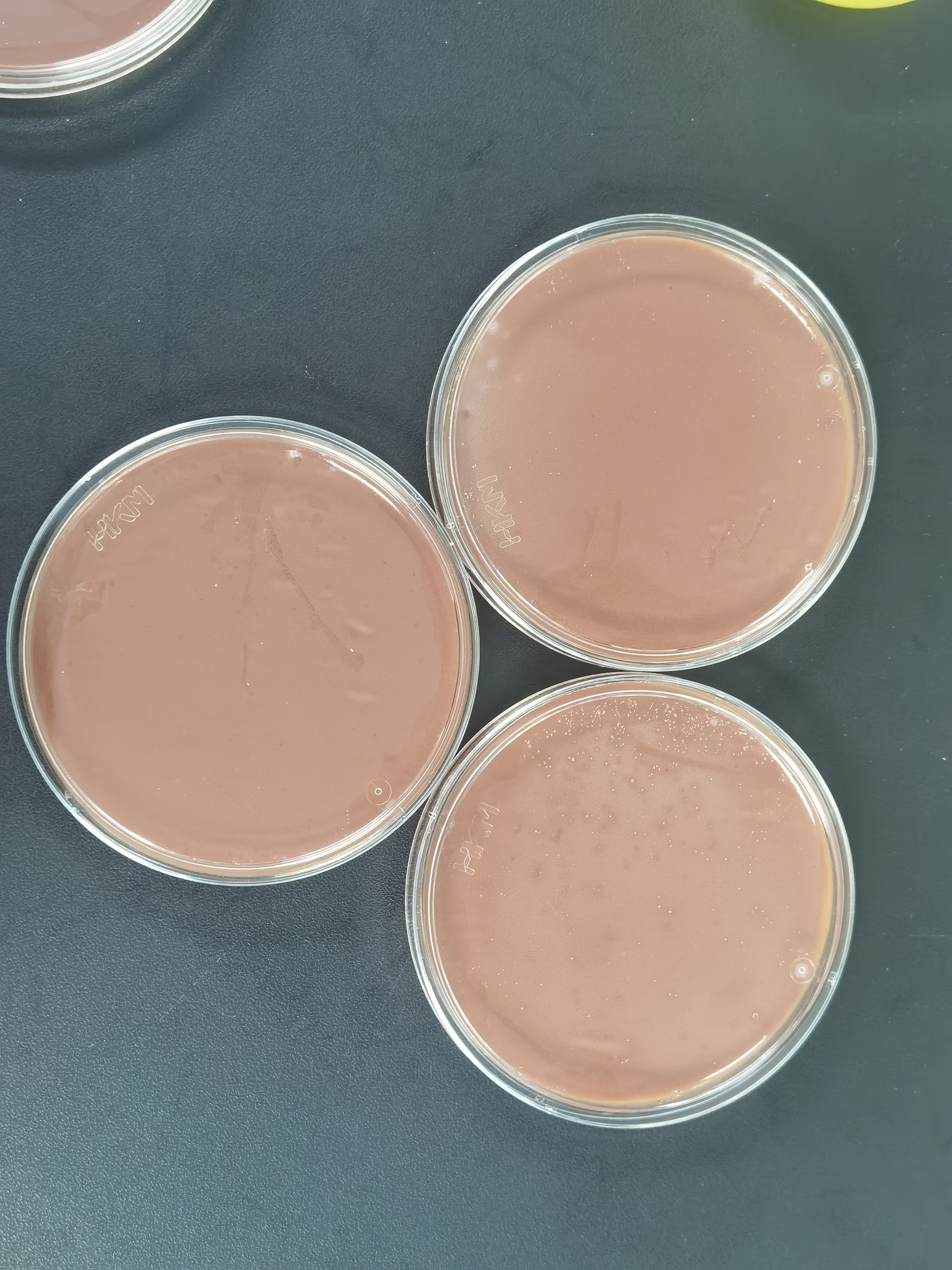 Reference substance for nucleic acid of Lactobacillus crispatus (Heat-inactivated) (strongly positive)-BNCC