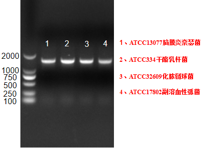 Reference substance for nucleic acid of Lactobacillus crispatus (Heat-inactivated) (strongly positive)-BNCC