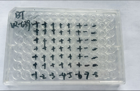 Bovine adenovirus 3-BNCC