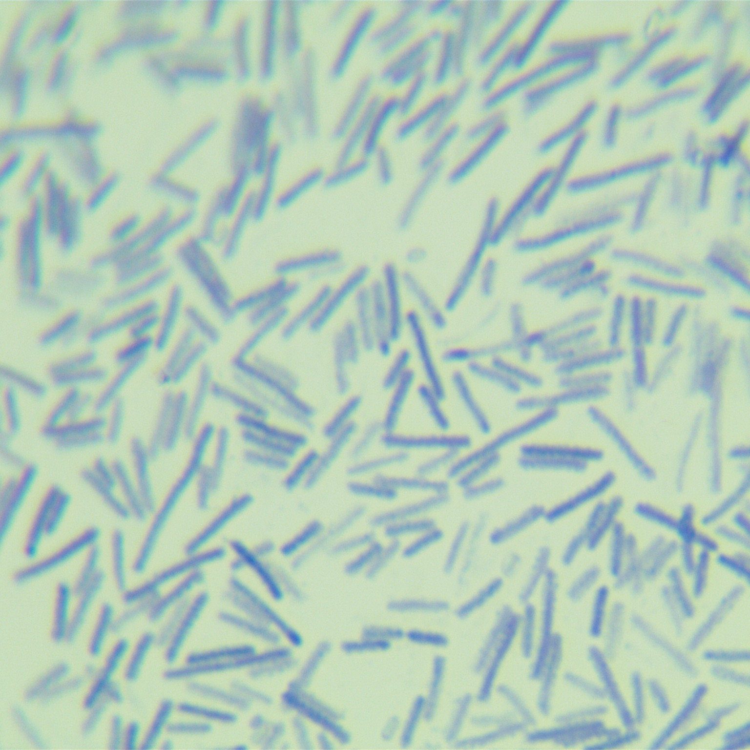 Clostridium difficile-BNCC
