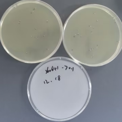 Klebsiella pneumoniae-BNCC