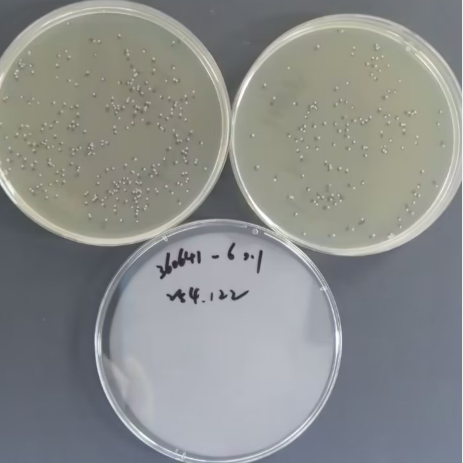 Klebsiella pneumoniae-BNCC