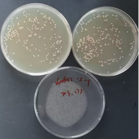 Escherichia coli-BNCC