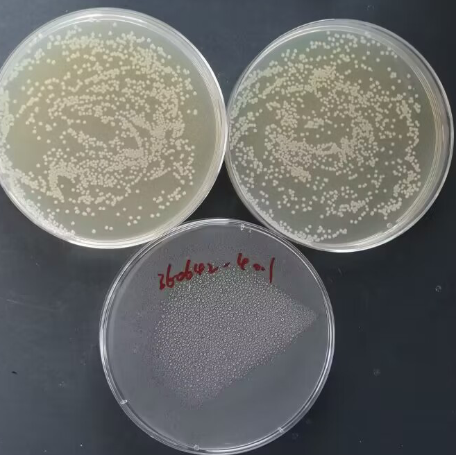Escherichia coli-BNCC