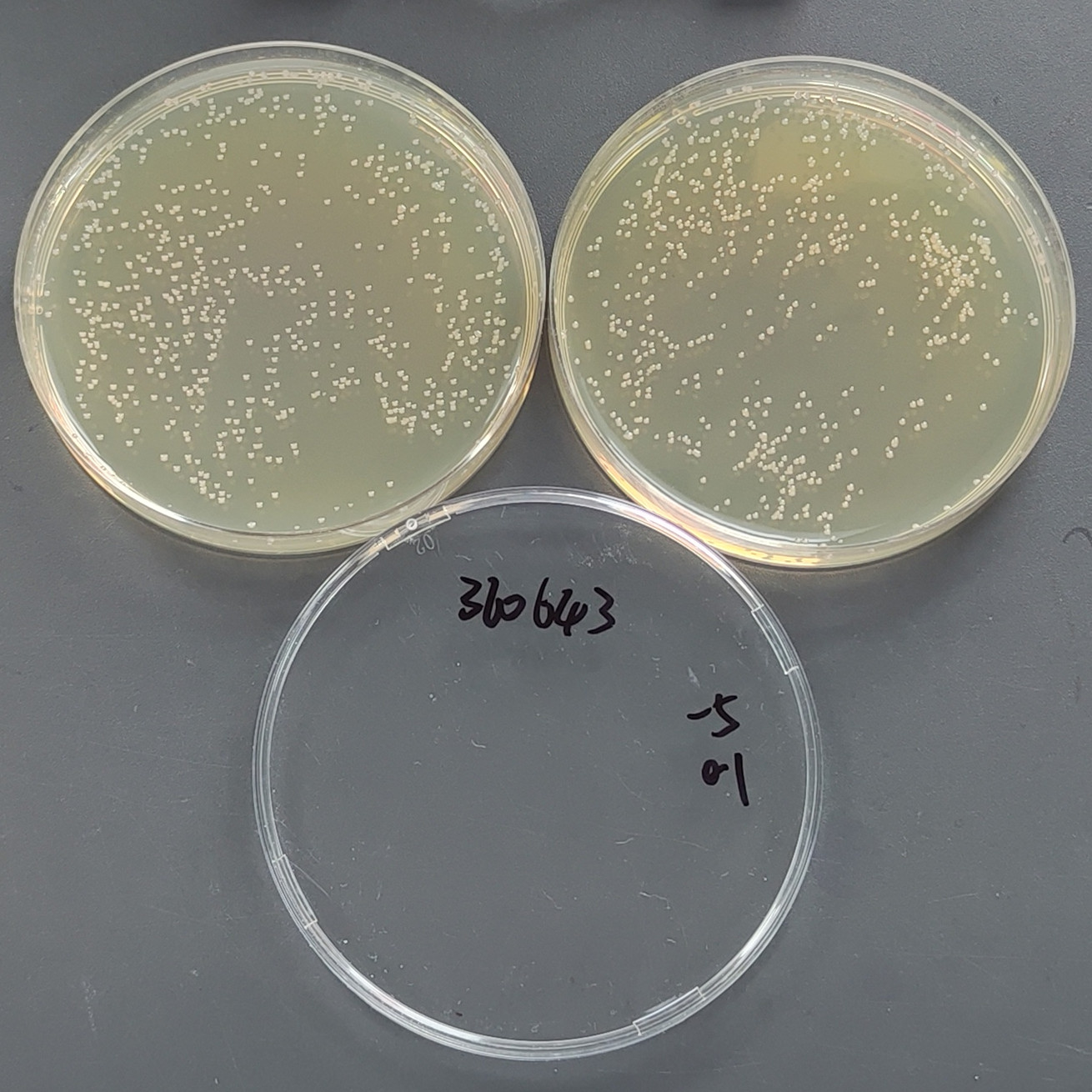 Klebsiella pneumoniae-BNCC