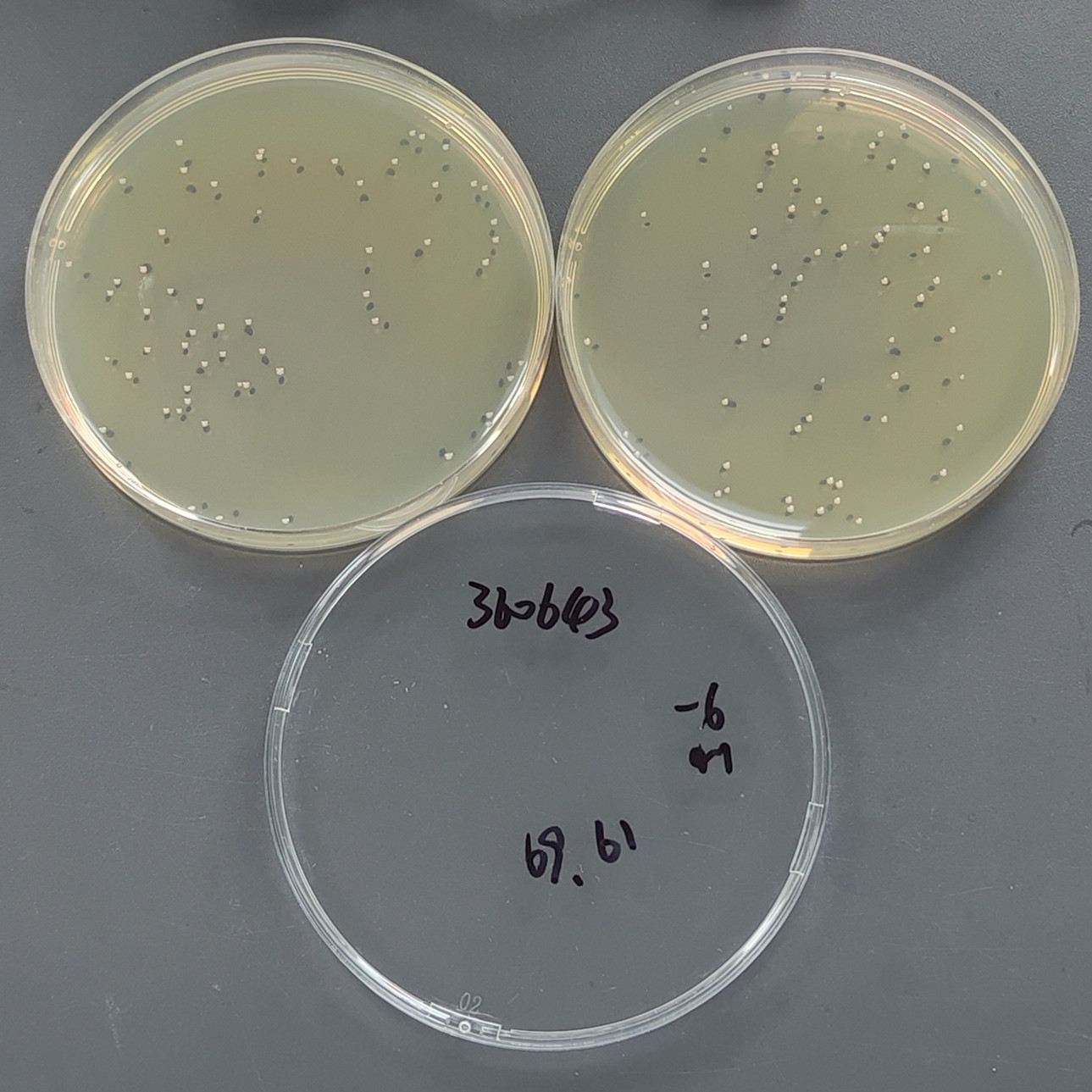Klebsiella pneumoniae-BNCC