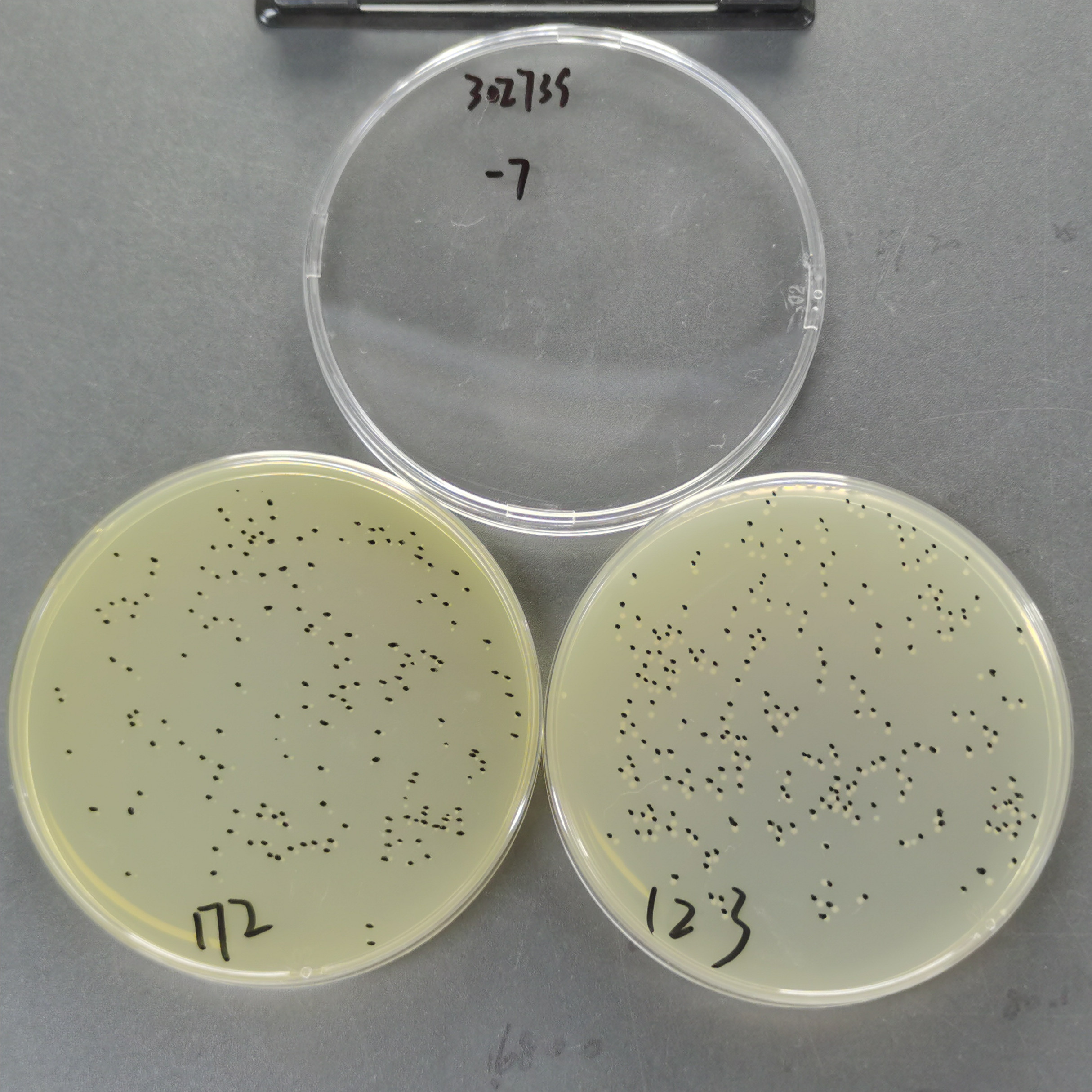 Reference substance for Citrobacter freundii nucleic acid (Heat-inactivated) (strongly positive)-BNCC