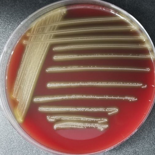 Southern Streptococcus-BNCC