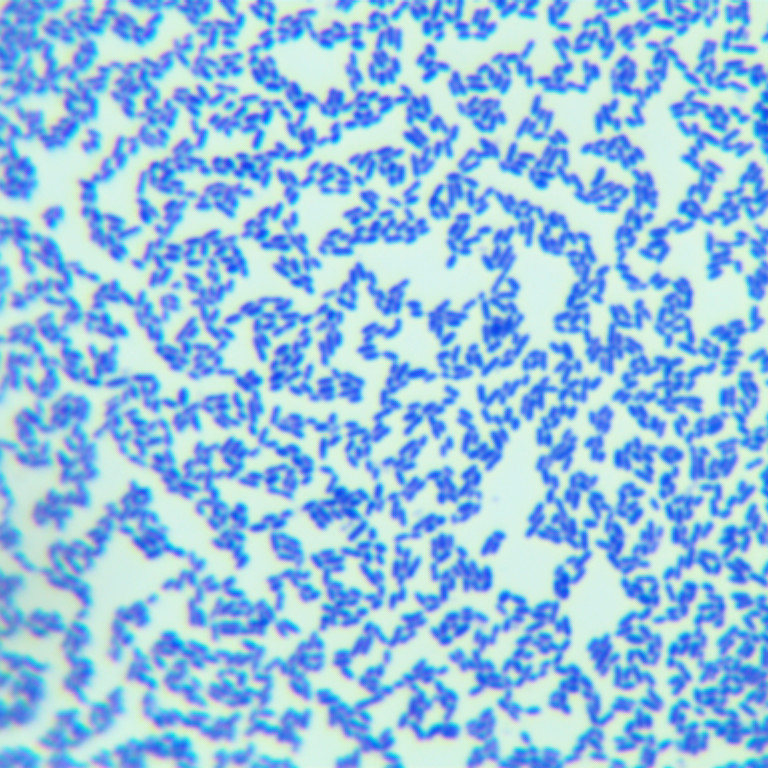 Southern Streptococcus-BNCC