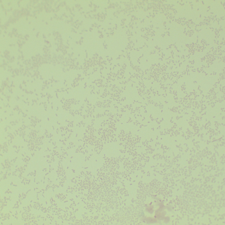 Bordetella bronchiseptica-BNCC