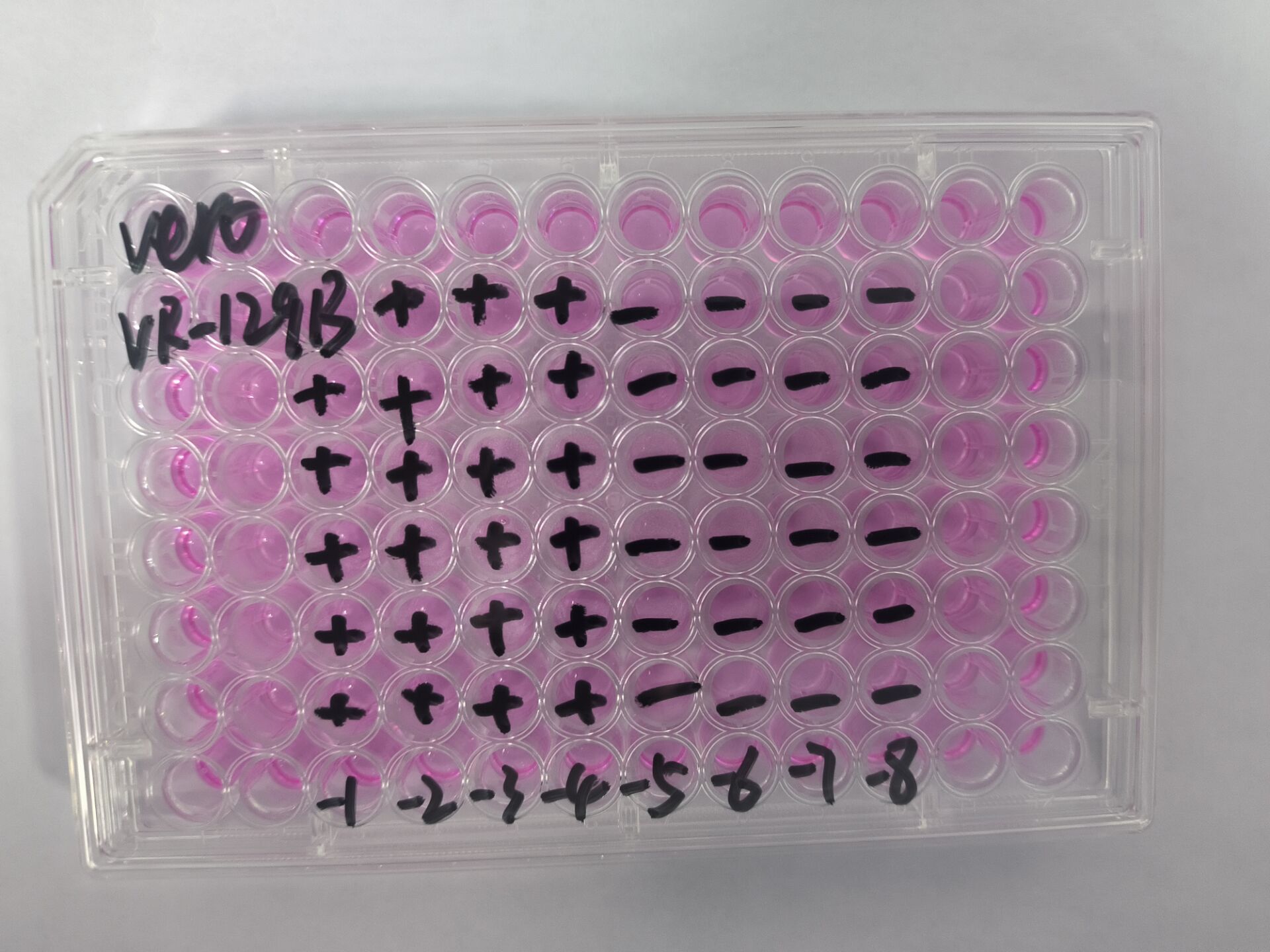 Cerebro-Myocarditis Virus-BNCC