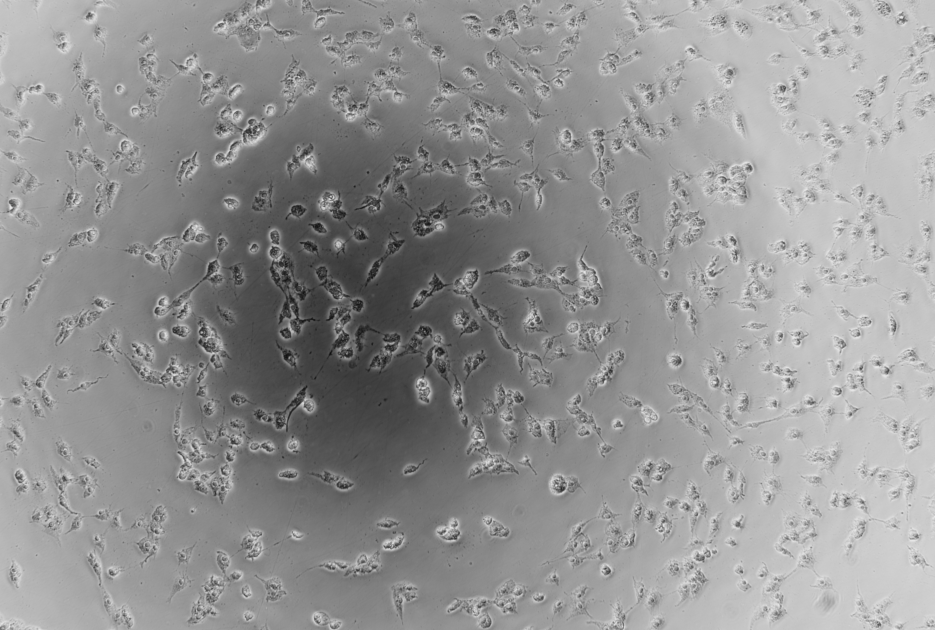 Cerebro-Myocarditis Virus-BNCC
