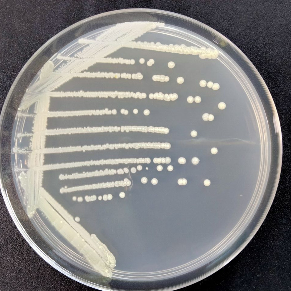 Sukumo Original Micromonospora-BNCC