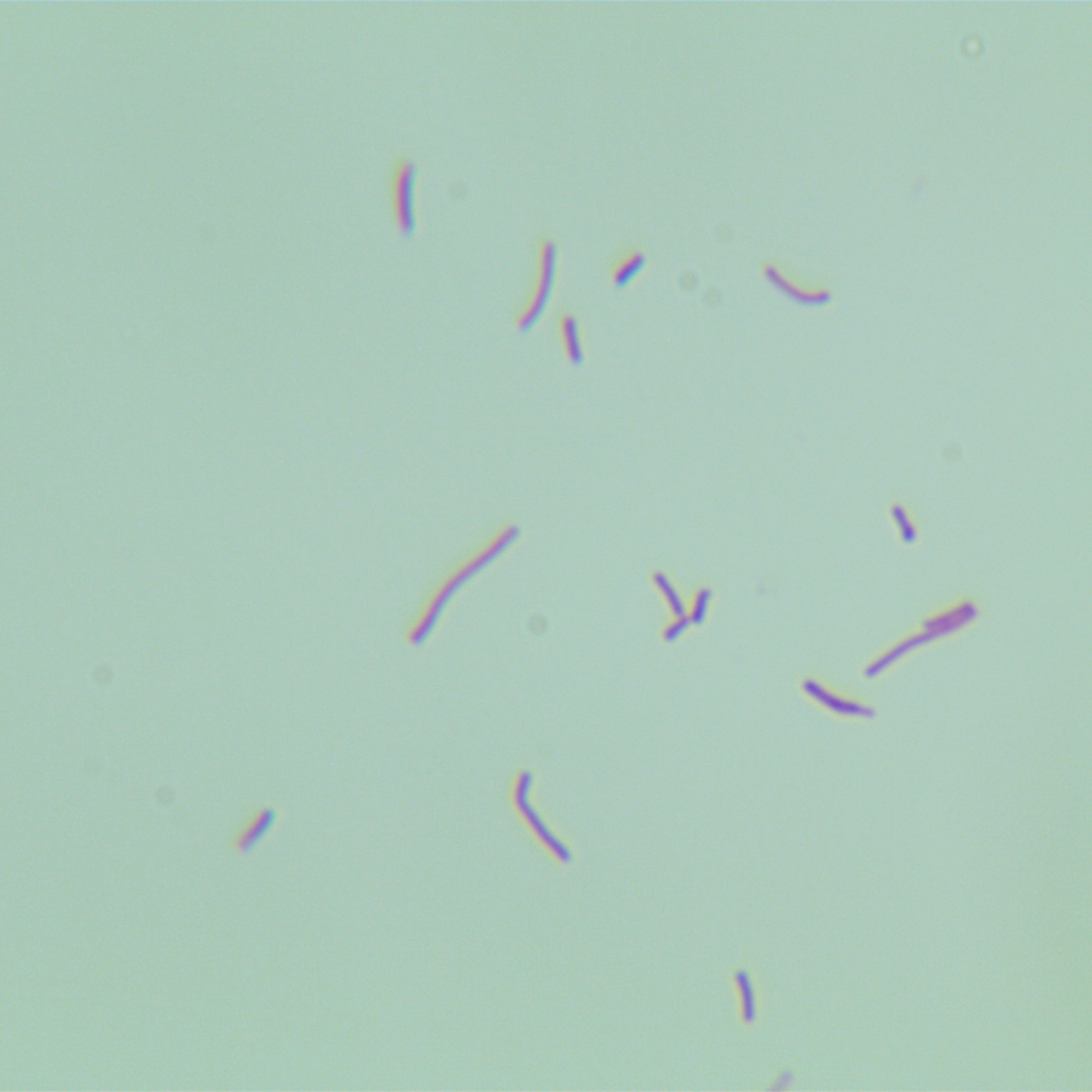 Sukumo Original Micromonospora-BNCC