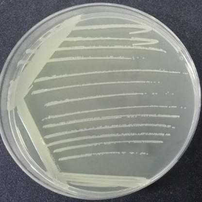 Radiation resistant Acinetobacter-BNCC