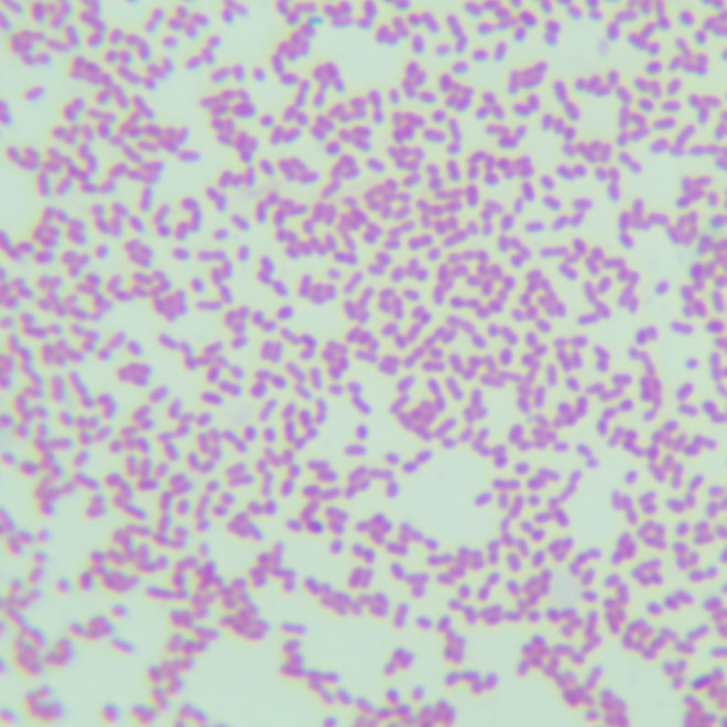 Radiation resistant Acinetobacter-BNCC