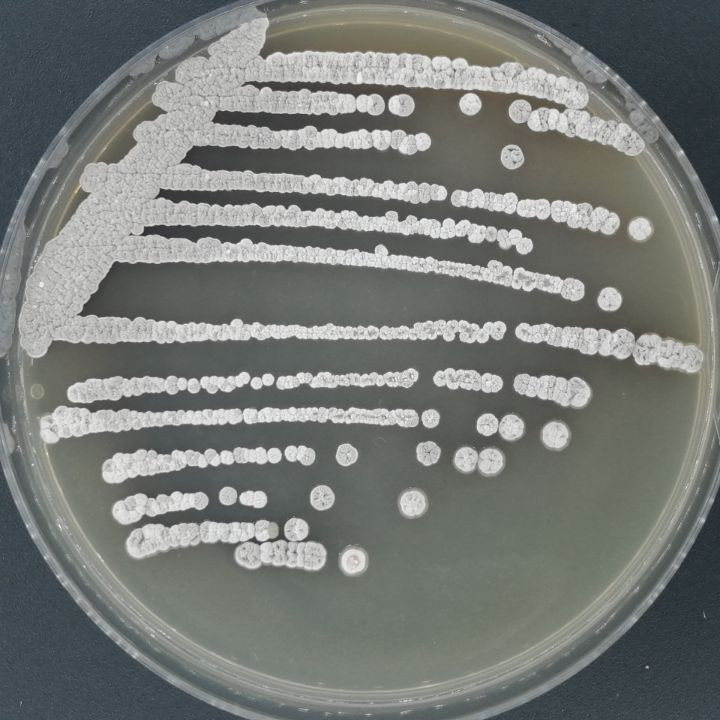 Olive Streptomyces-BNCC
