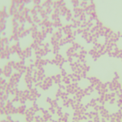 Salmonella enterica subsp. enterica-BNCC