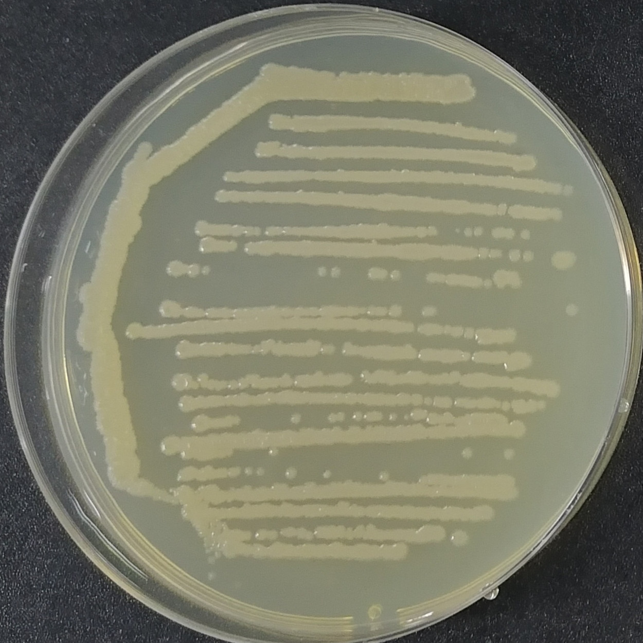 Bacillus licheniformis-BNCC