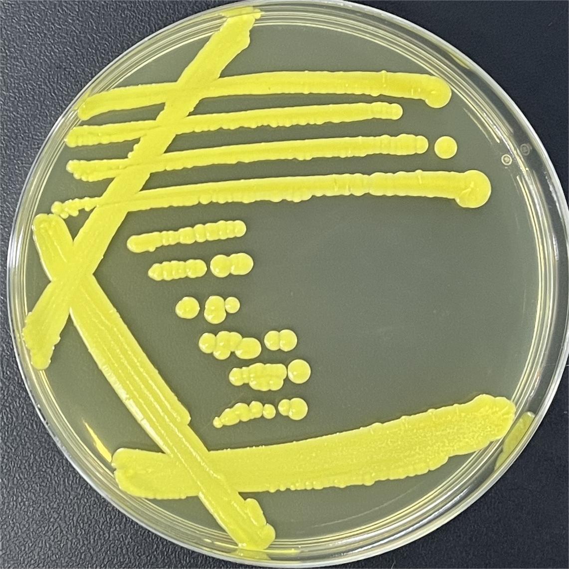 Micrococcus-BNCC