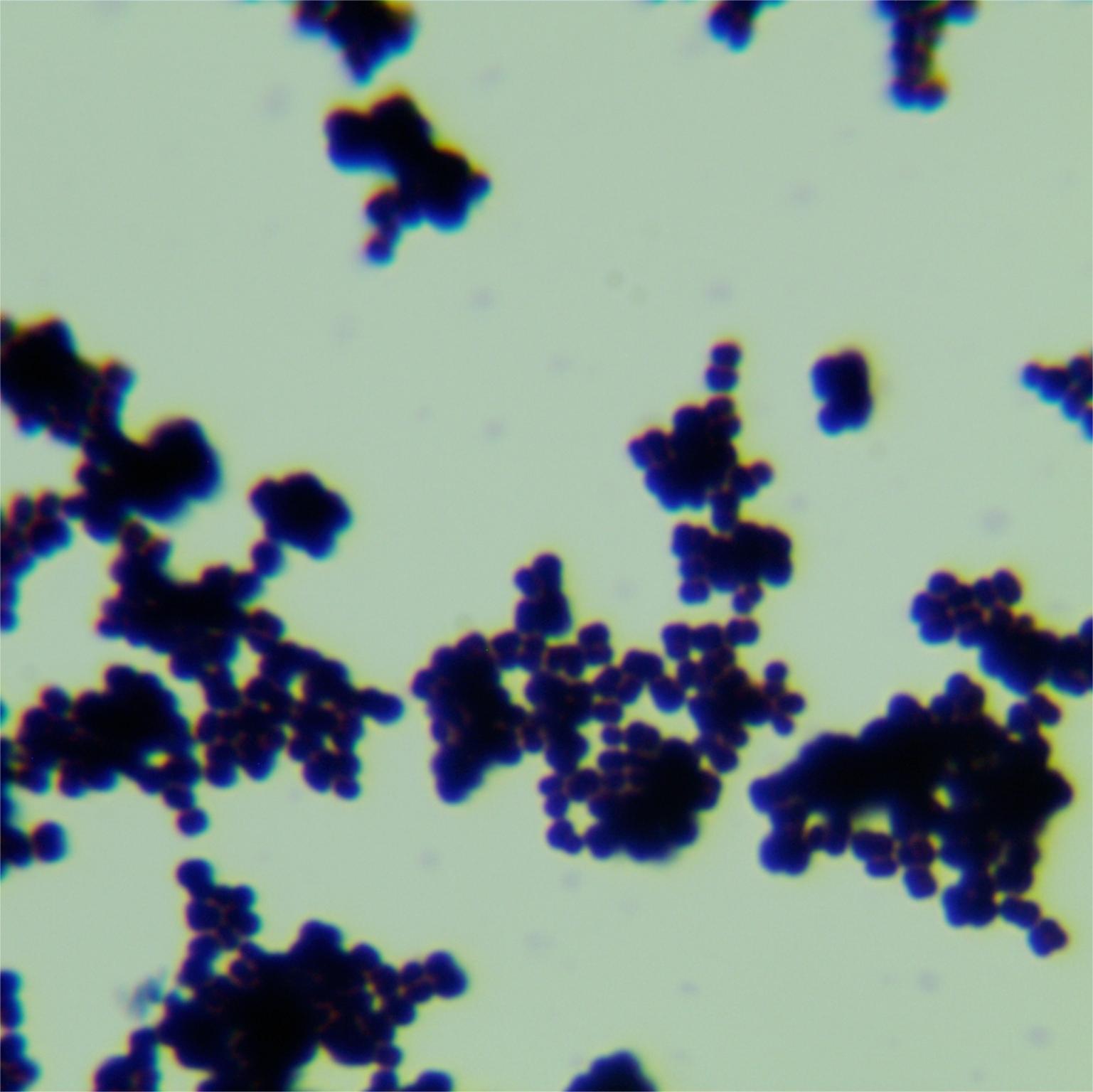 Micrococcus-BNCC