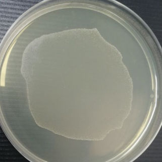 DB3.1 Escherichia coli-BNCC