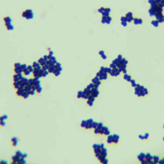 DB3.1 Escherichia coli-BNCC
