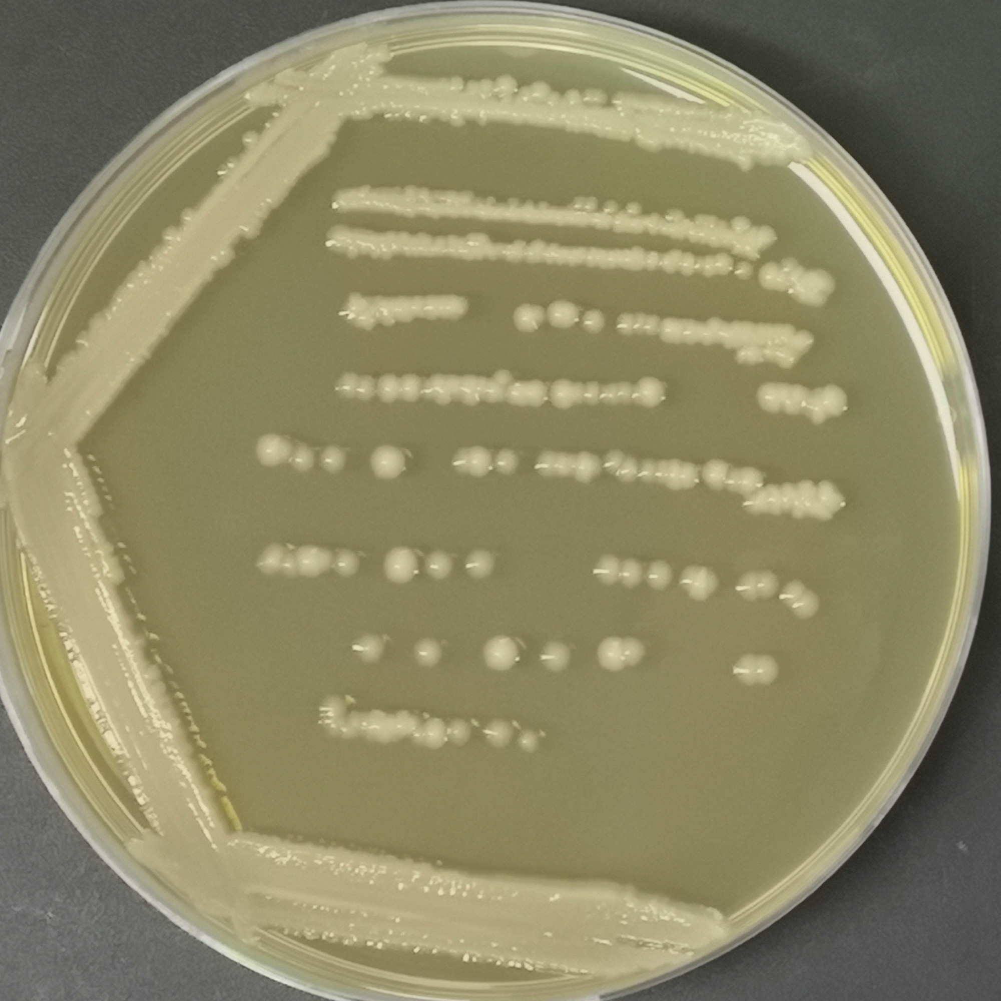 Klebsiella pneumoniae-BNCC