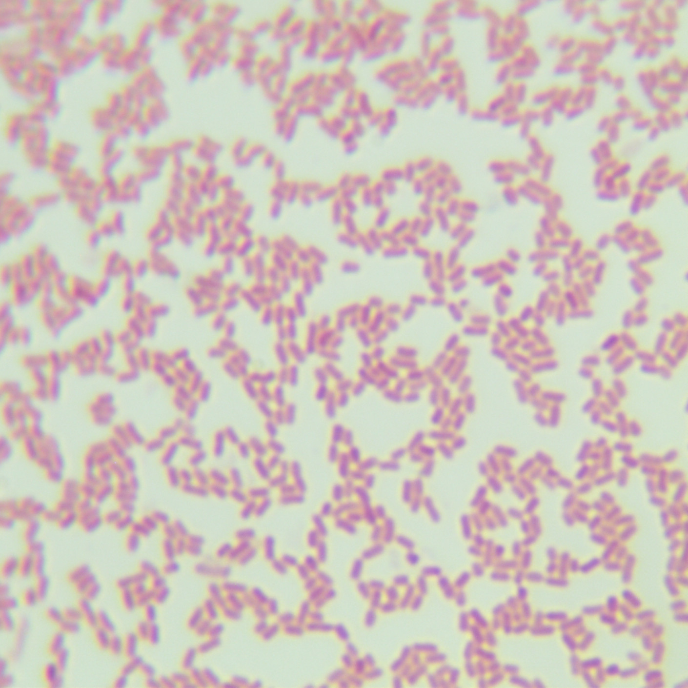 Klebsiella pneumoniae-BNCC
