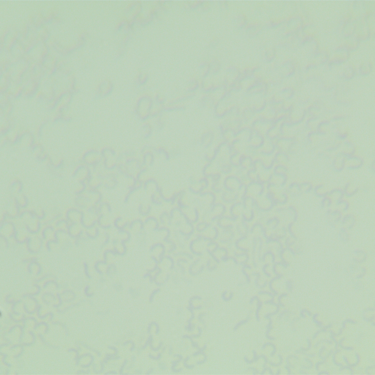 Helicobacter pylori-BNCC