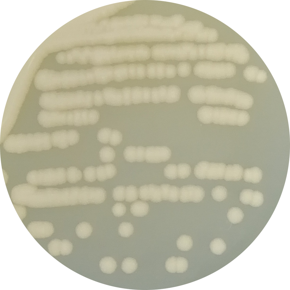 Bacillus genus-BNCC