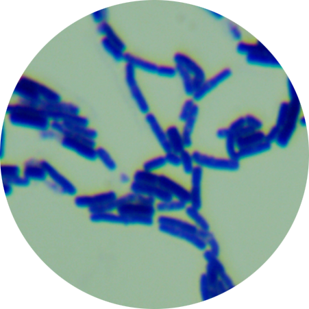 Bacillus genus-BNCC