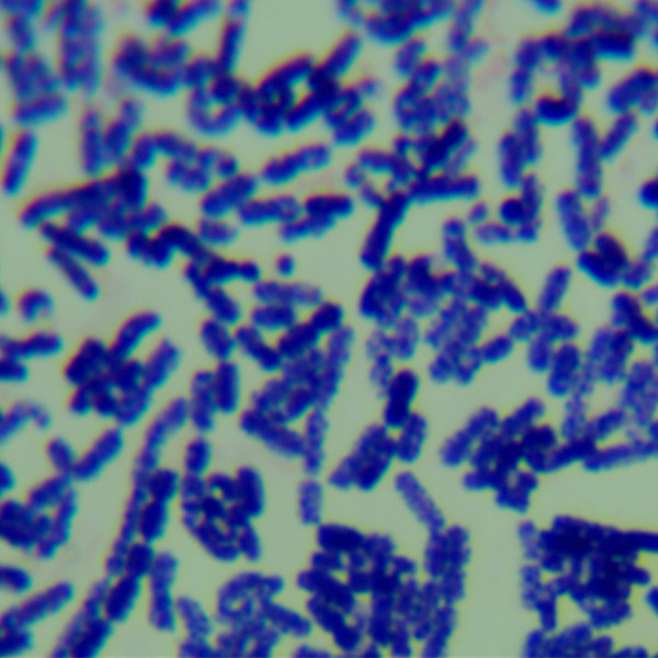 Bacillus subtilis-BNCC