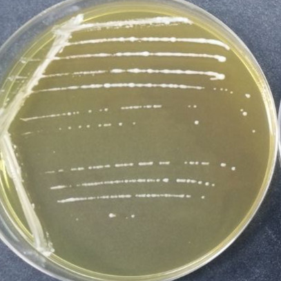 Lactobacillus pentosus-BNCC