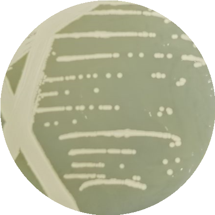 Adenosine eating grape spore yeast-BNCC