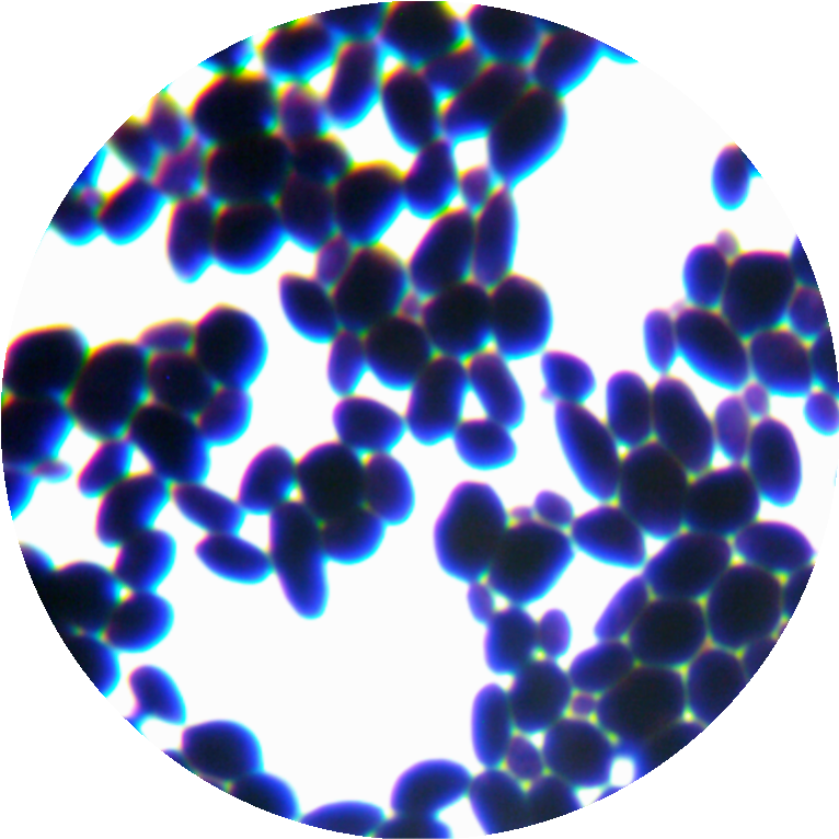 Adenosine eating grape spore yeast-BNCC