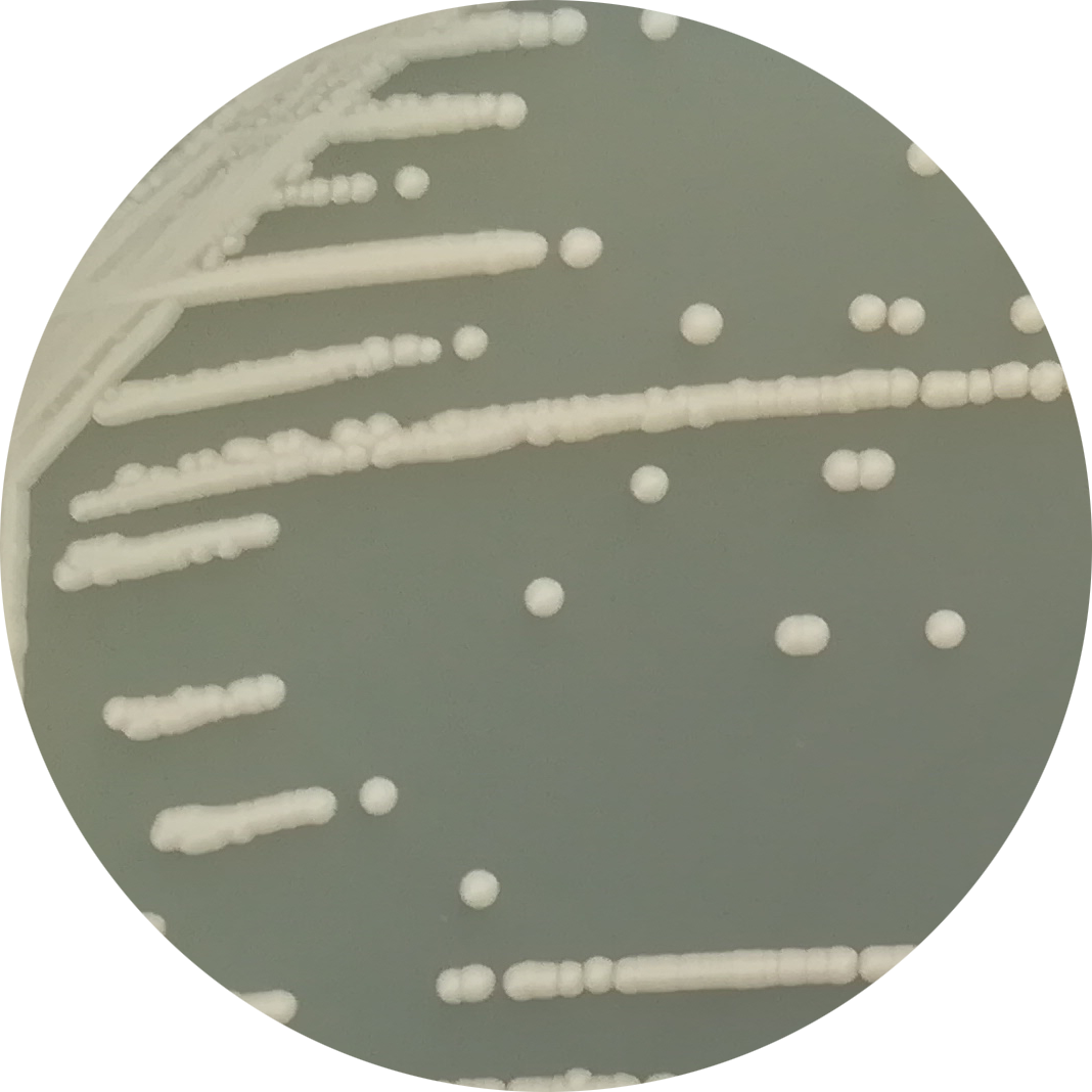 Brewing yeast-BNCC