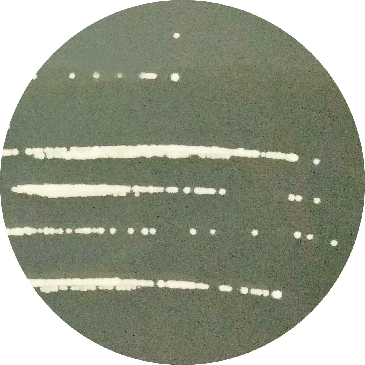 Brewing yeast-BNCC
