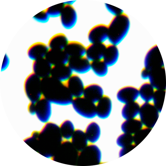 Brewing yeast-BNCC